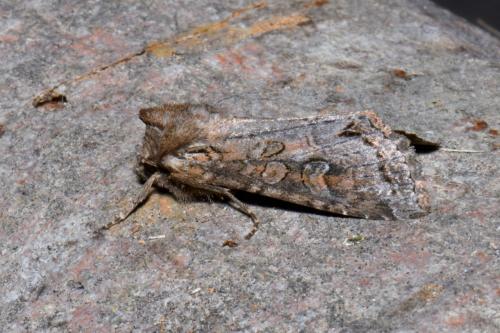 Réf. 234 962 : Polia bombycina